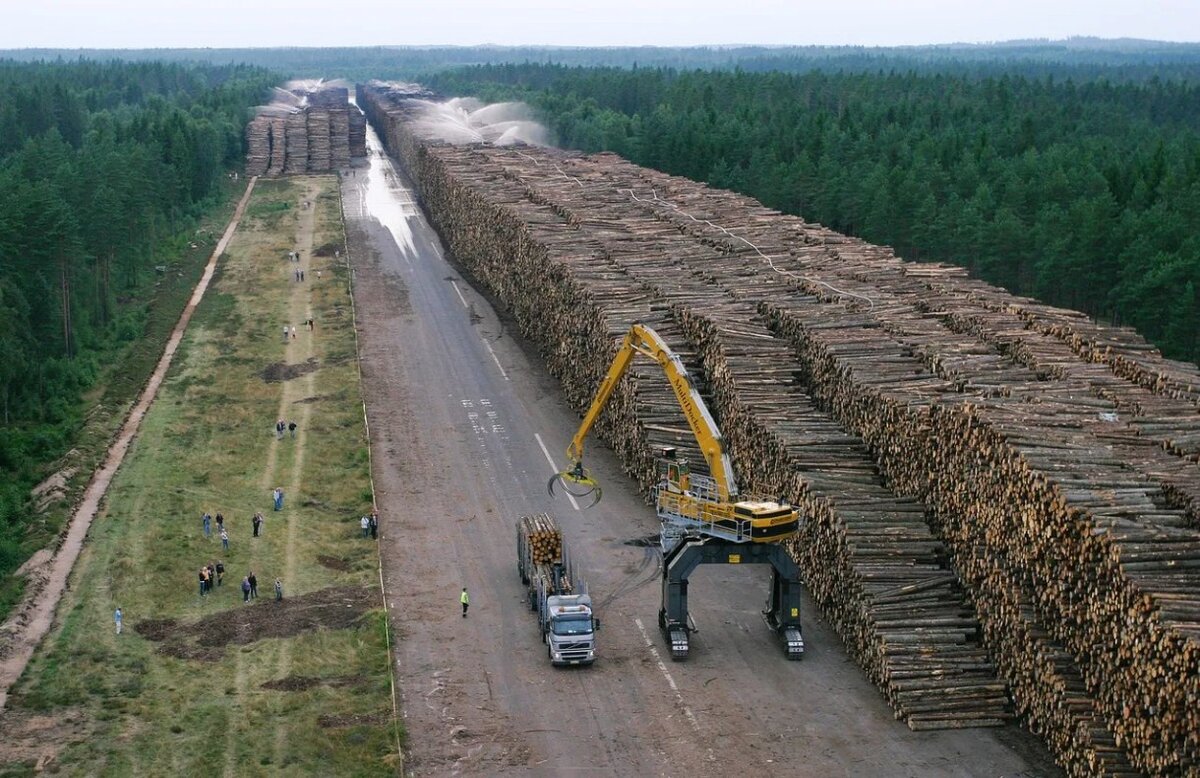вырубка леса в китай