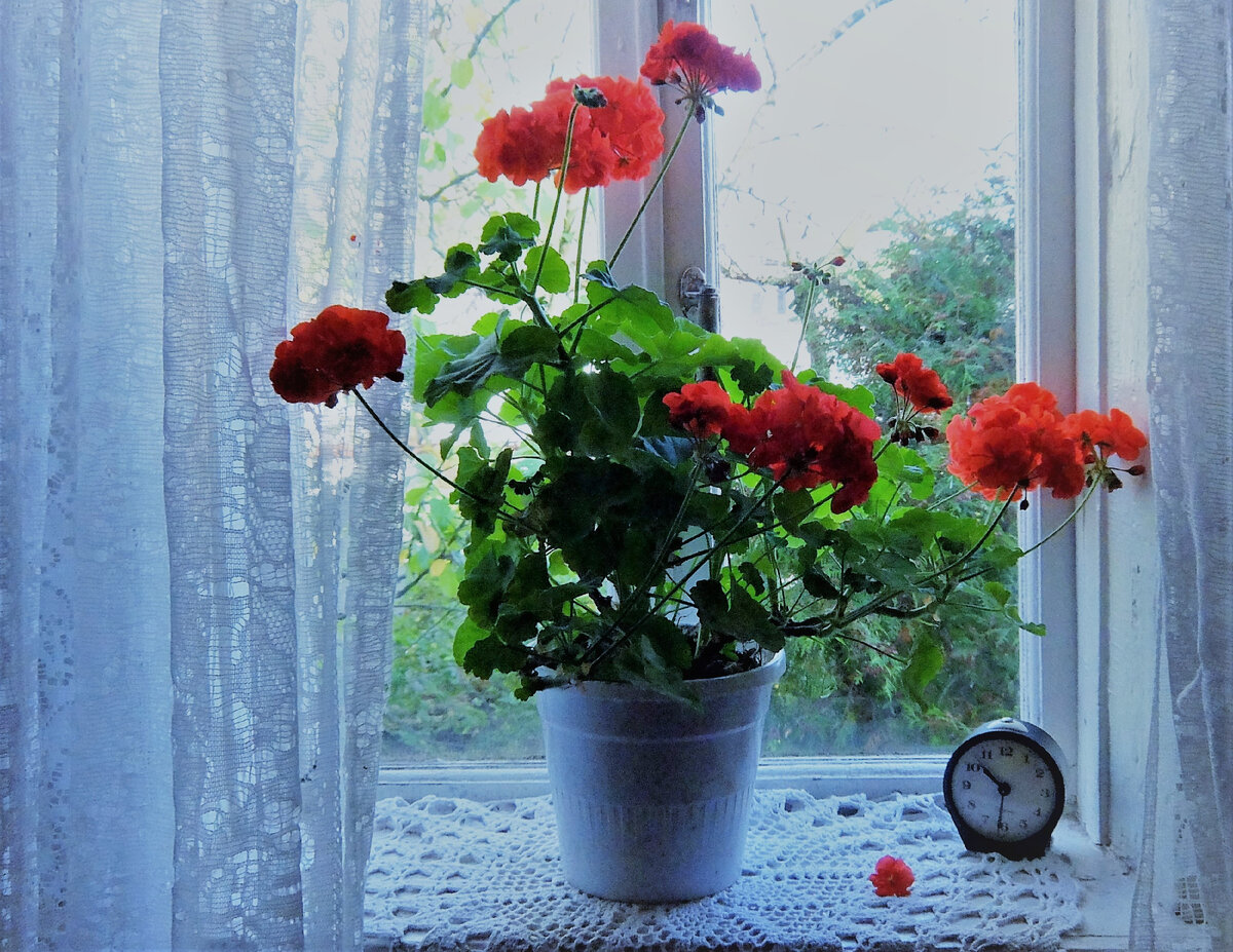 Фото из источника в свободном доступе. Герань на окне.