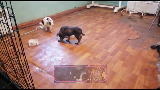 кот и пес территория надежды дзен