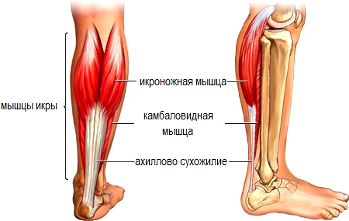 Икры бедер болят. Танзенит ахилового сухожилия. Медиальная головка икроножной мышцы анатомия. Камбаловидная мышца (m.Soleus). Камбаловидной мышцы голени.