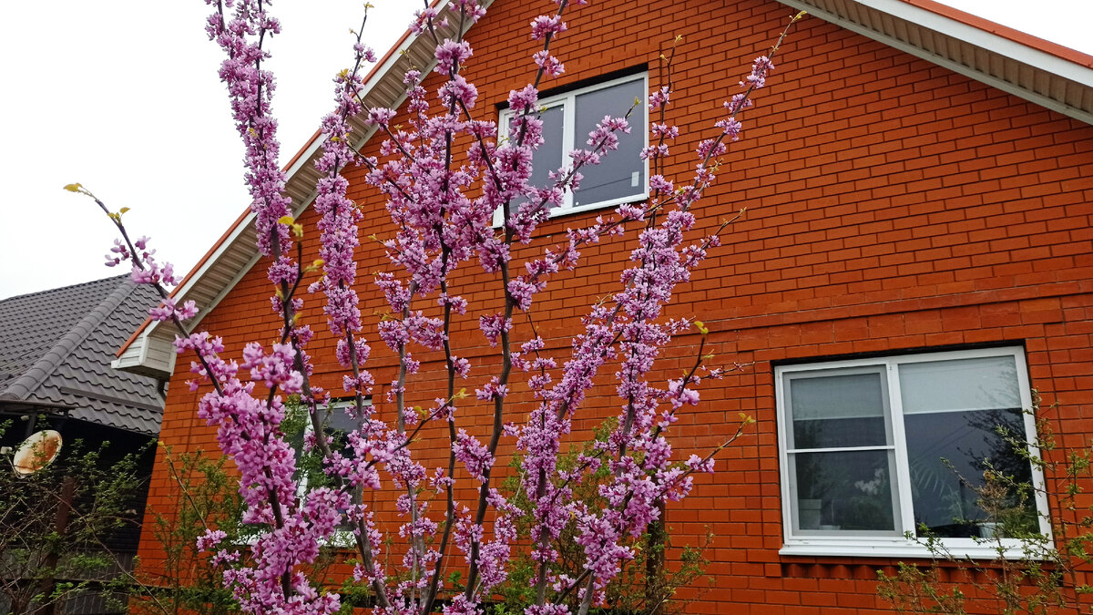 Церцис перед моим домом