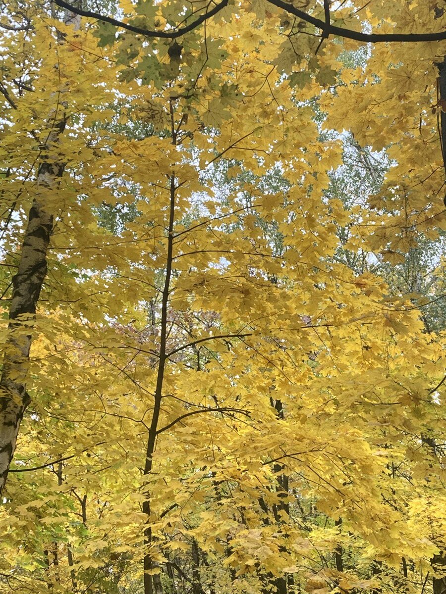 В Филевском парке. Фото автора