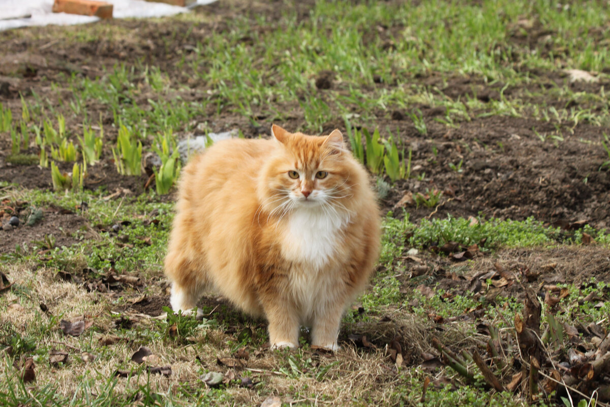 🐱 Кот-террорист появился у нас. Мои кошки в шоке | Коты&Люди | Дзен