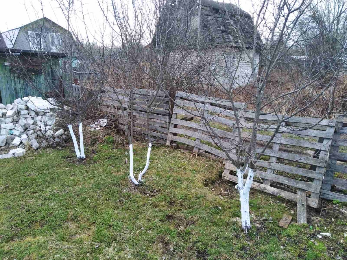 Можно ли водоэмульсионкой белить плодовые деревья