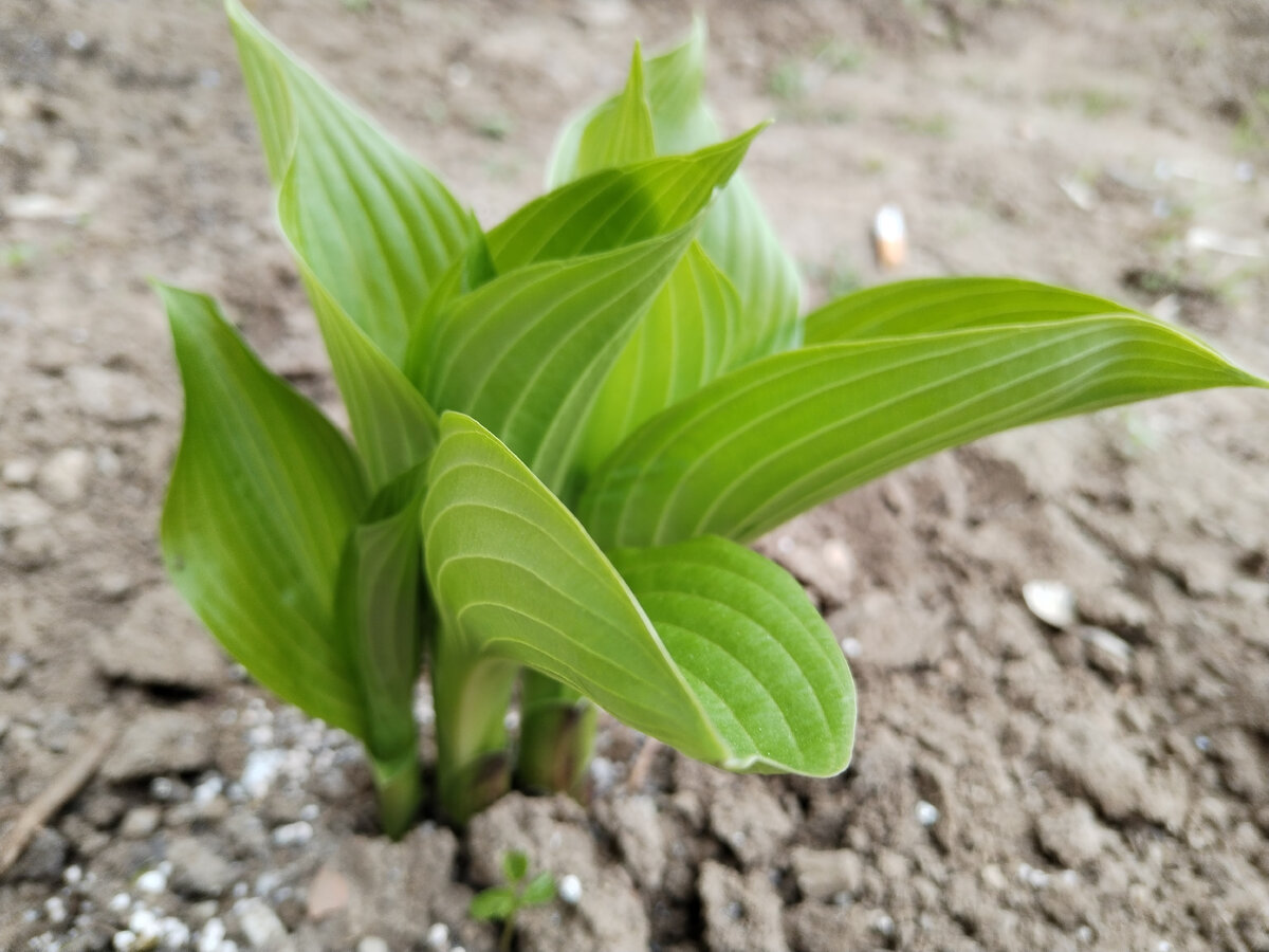 Хоста, сорт не знаю
