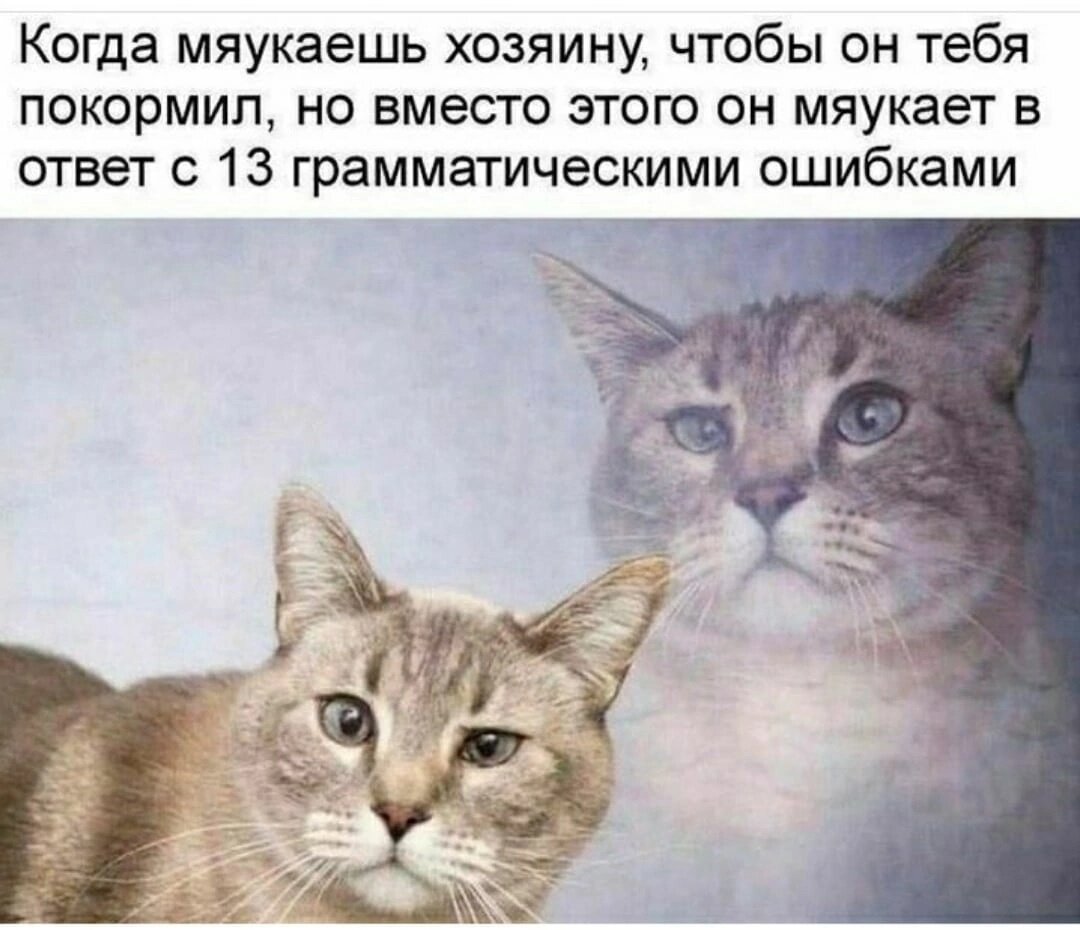 Котики взяты из свободного доступа в сети и являются собственностью авторов.