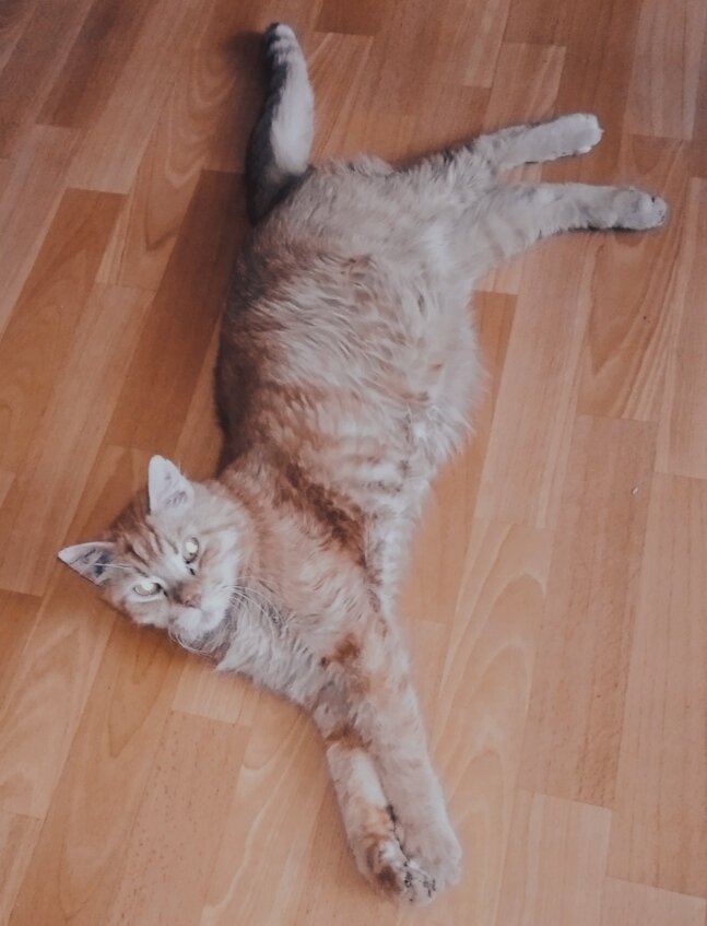 На фото в "роли" "дворового Василия" домашний кот моих друзей Пусентий Барсентьевич, кот положительный во всех отношениях: умный, солидный и для своих 16-ти лет просто шикареный)) 