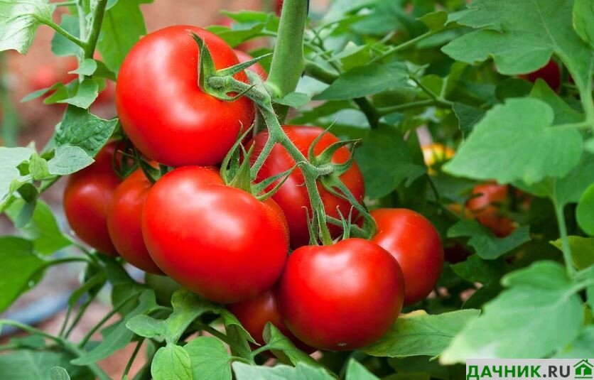 Почему помидор считается ягодой? Все вопросы и ответы!