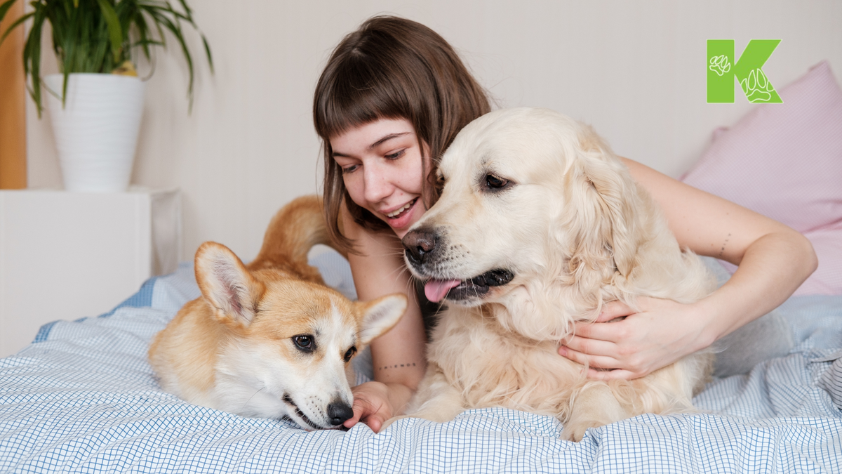 Берегите питомцев и защищайте от эктопаразитов!