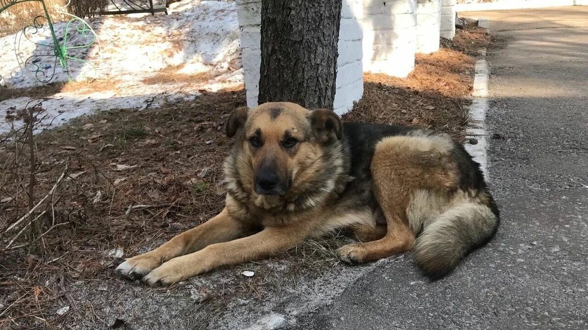     В Казани стая бродячих собак напала на мать с ребенком. Об этом пишут ряд городских Telegram-каналов.