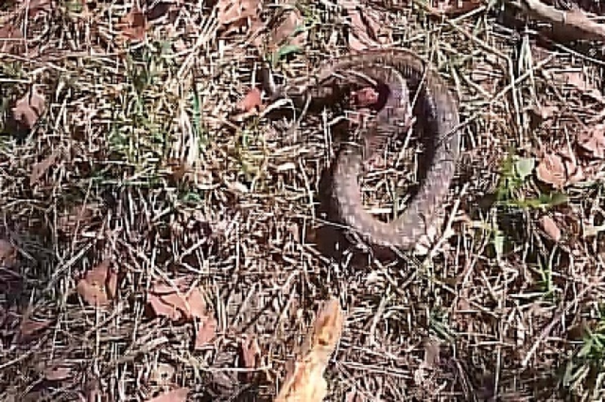    В Твери мужчина наткнулся на змею во время прогулки с собаками