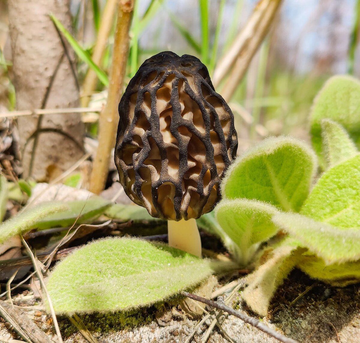 Сморчок. Фото автора. 