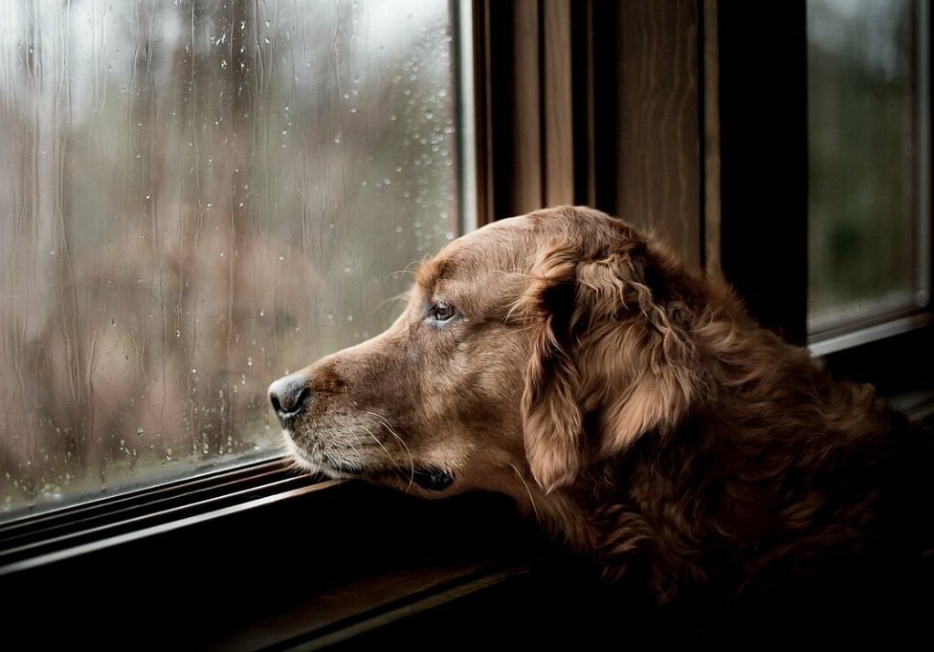      Тоска бывает и у собак.