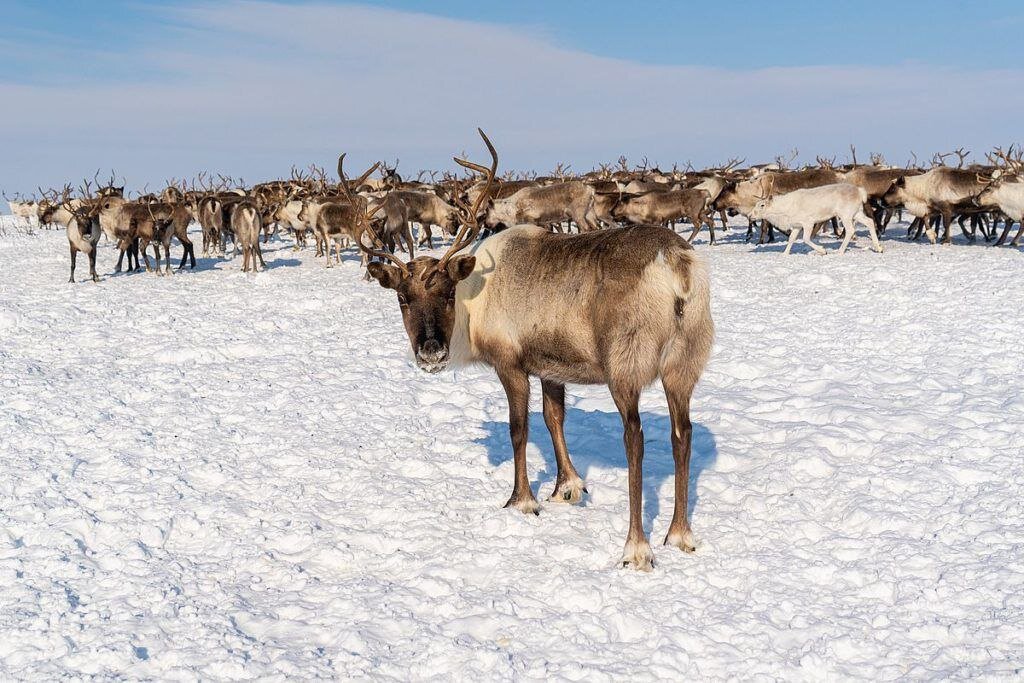 Это тот олень, который задаёт мне вопрос: - Че там за тема была про Крайний Север? Обо всём по порядку ( фото взято из открытых ресурсов) 