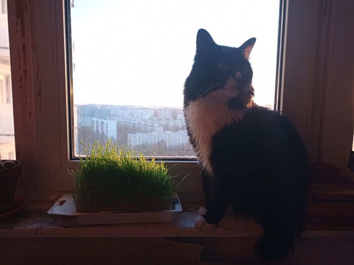 Мой друг - котик Рыся.