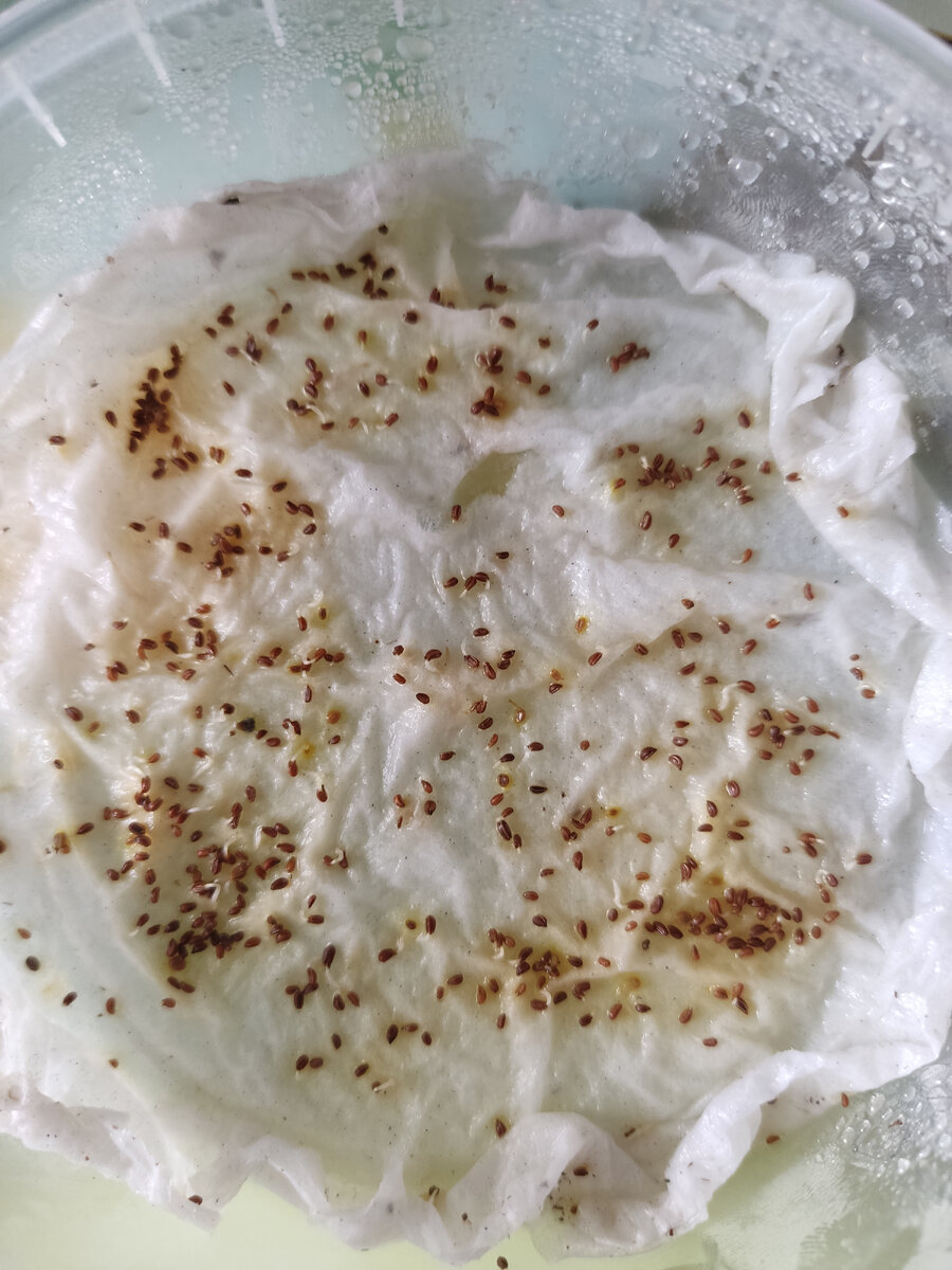 Проросший сельдерей