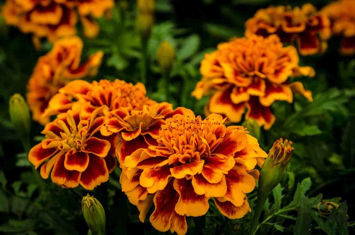 Marigold С†РІРµС‚