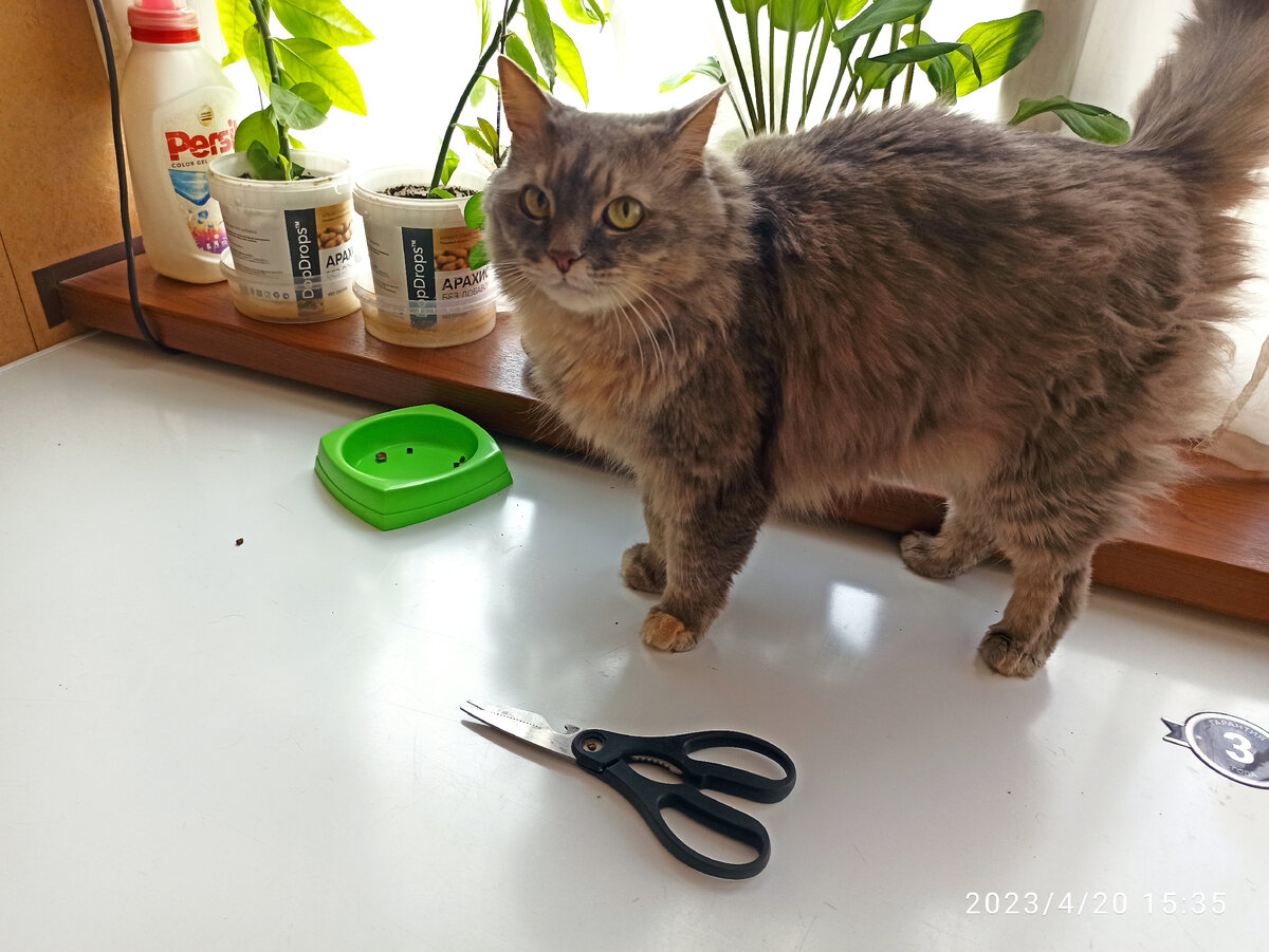 Маняха привыкла к ножницам