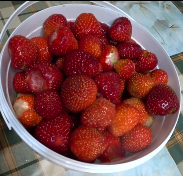 ПРИЧИНЫ НЕУРОЖАЯ САДОВОЙ ЗЕМЛЯНИКИ | Дела Хозяйские | Дзен