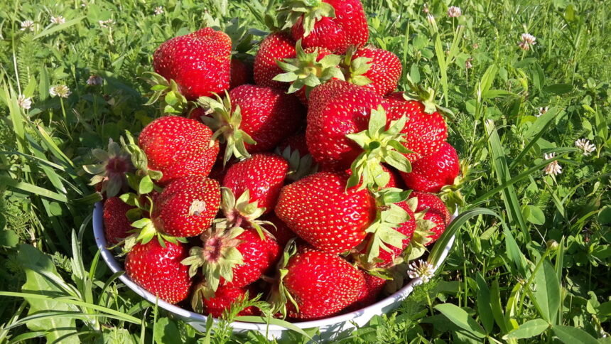 Садовая клубника 