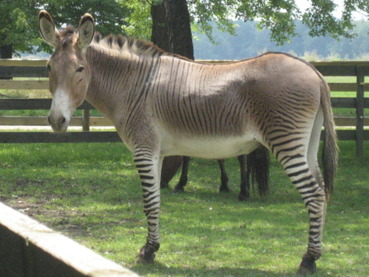 Cruce entre burro y caballo