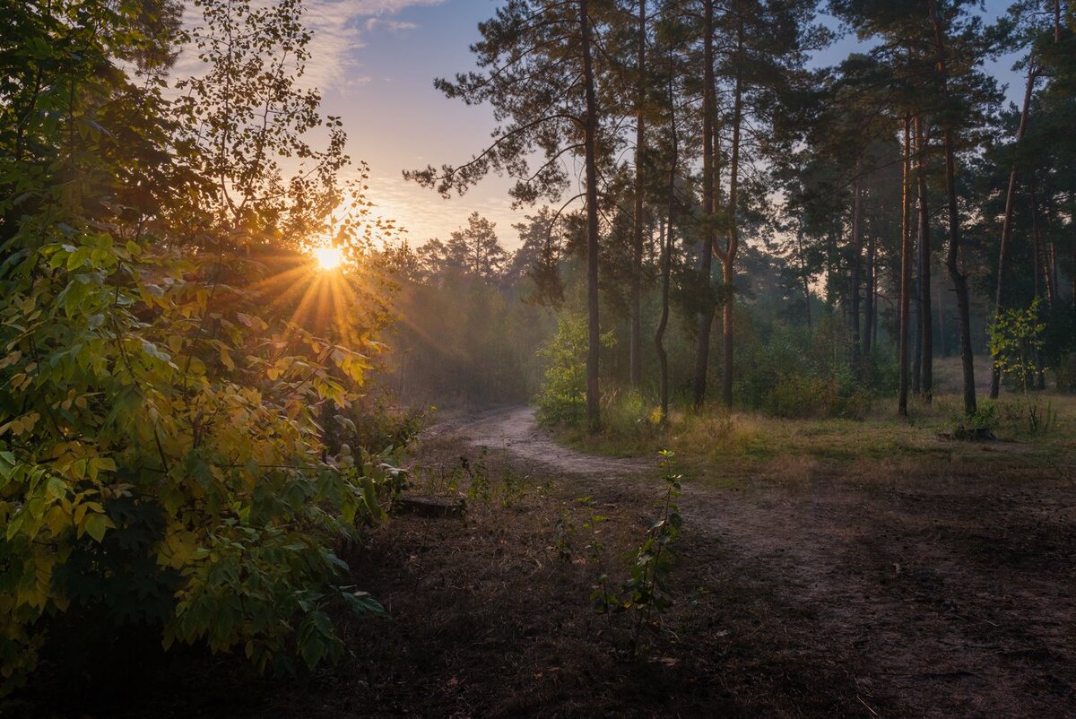 Раннее утро в осеннем лесу