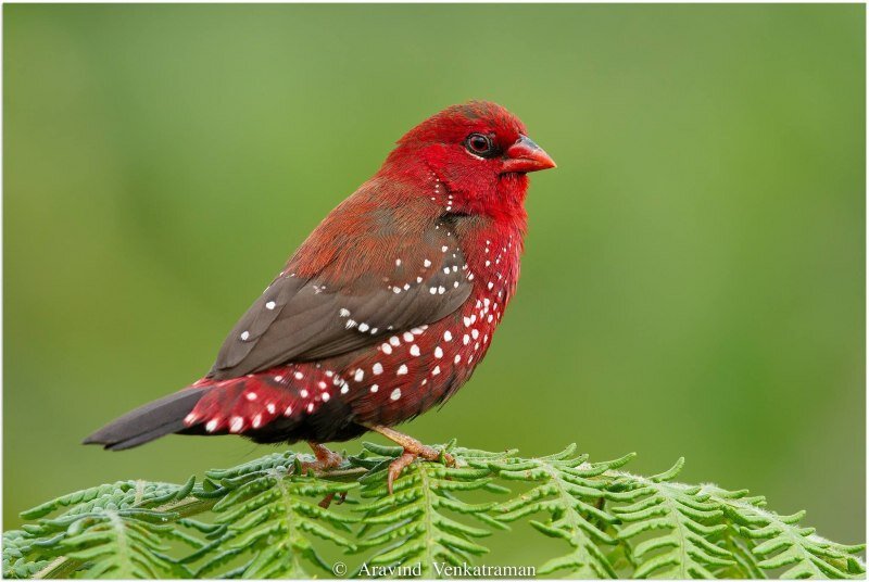 Какой нарядный зяблик Тигровый астрильд Отряд воробьинообразные , семейство - вьюрковые ткачики