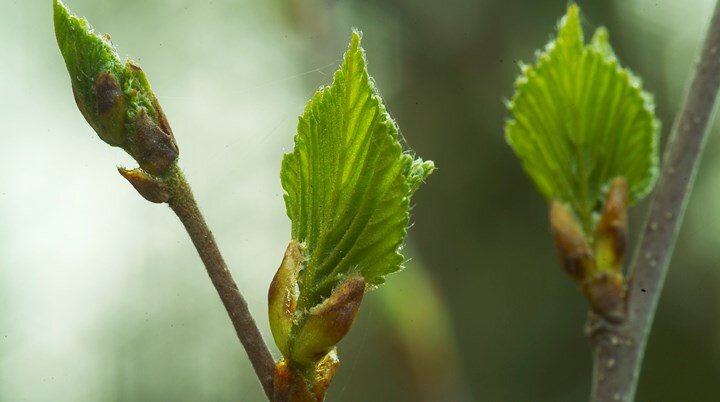 Фото: Konstantin Kokoshkin/Russian Look