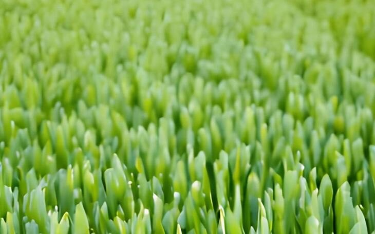    Хлебная блошка заселила озимые в Челябинской области на 2 недели в сравнении с прошлым годом