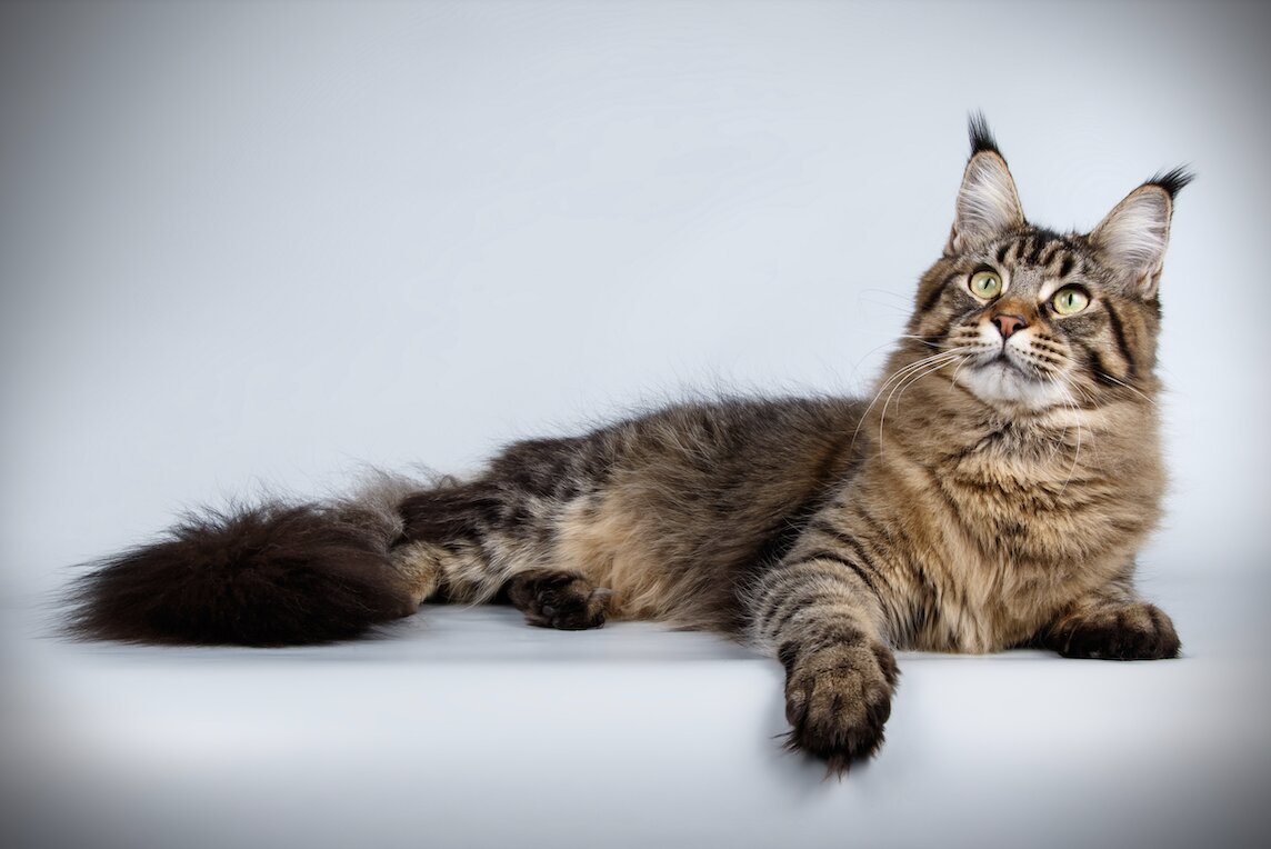 Мейн-кун. Фото: Google картинки