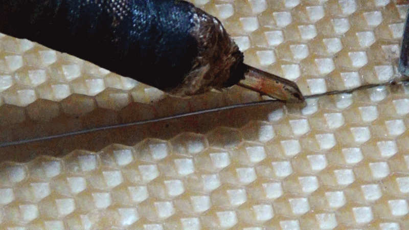 Вот так наващиваем .Но сперва подготовимся.Если еще солнце не сильно прогревает,я включаю на минимум эл печь