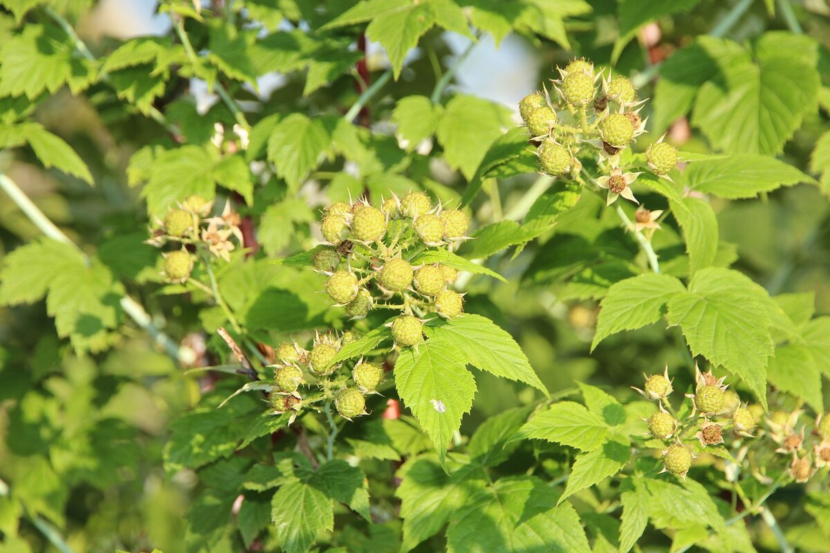 изображение с сайта pixabay.com