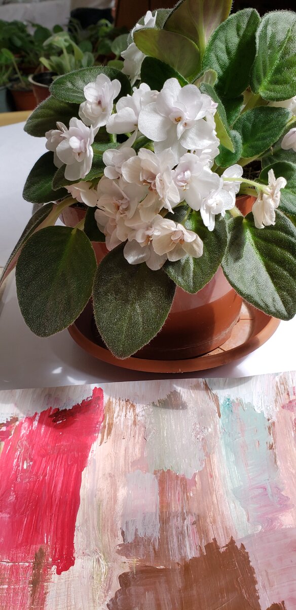 Та самая мать фиалочная. Этой фиалки лет 5 наверное. 