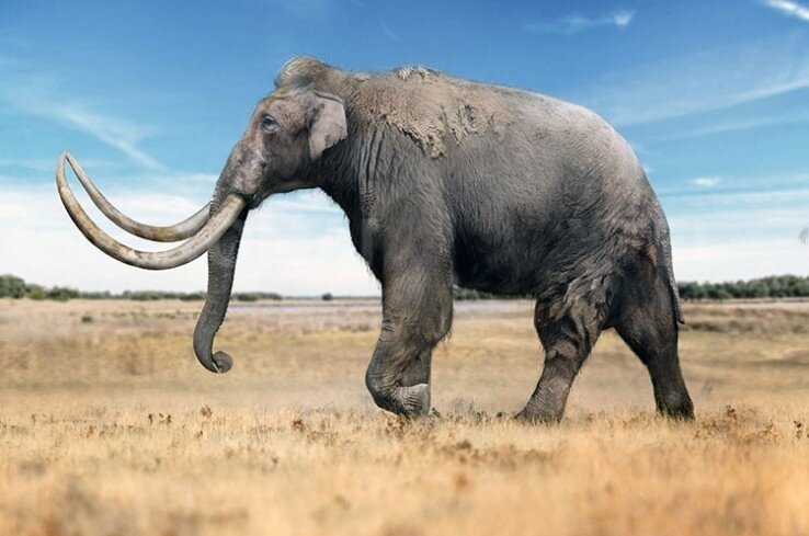 Как несложно догадаться, степной мамонт обитал... в степях. Сотни тысяч лет назад вся Евразия была одной большой степью, из-за чего трогонтериевый слон успешно освоил новые территории.