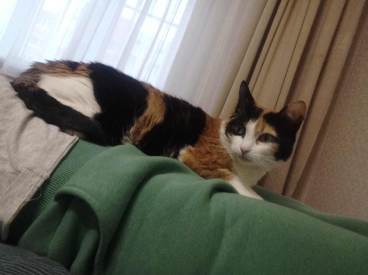 Улеглась мне на живот, любит тепленькие местечки.