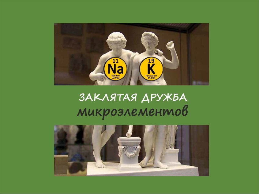 Калий, Натрий и последствия переизбытка соли | Лабораторная диагностика ...