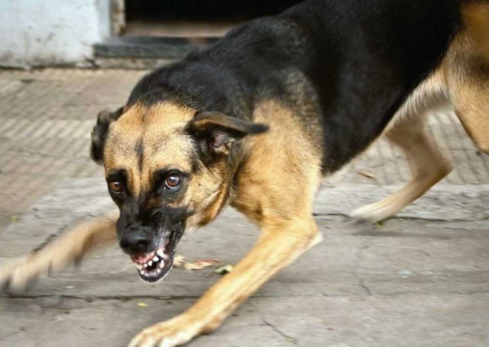    Зоозащитница из Сургута держала агрессивных собак в машине. Они покусали трех человек