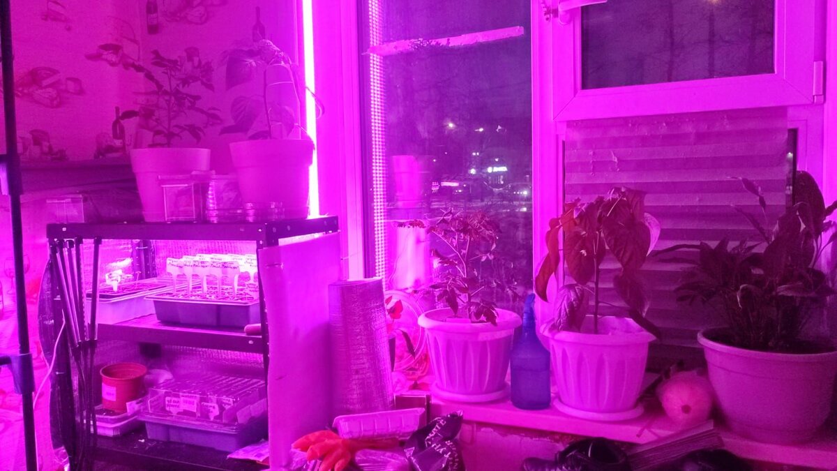 Домашняя плантация 17 марта