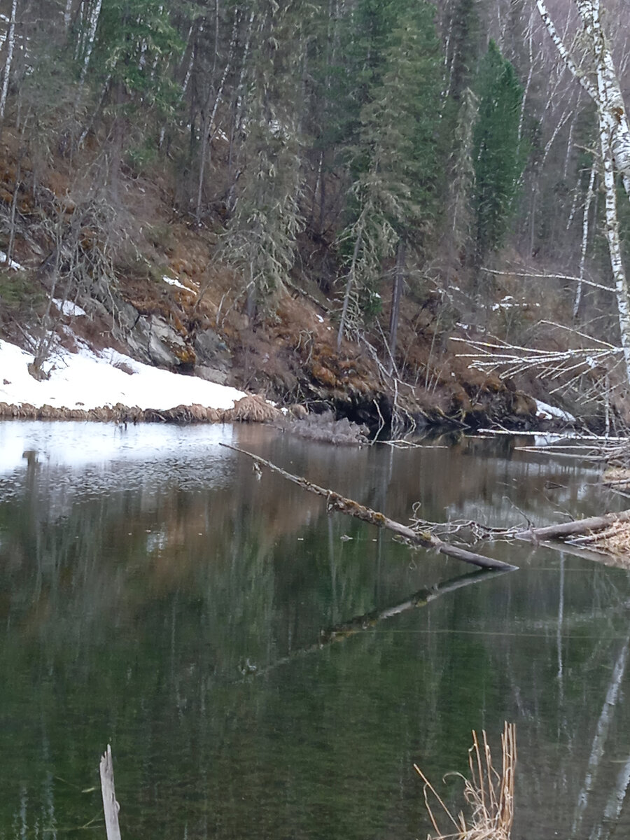 Посмотреть весну в лесу