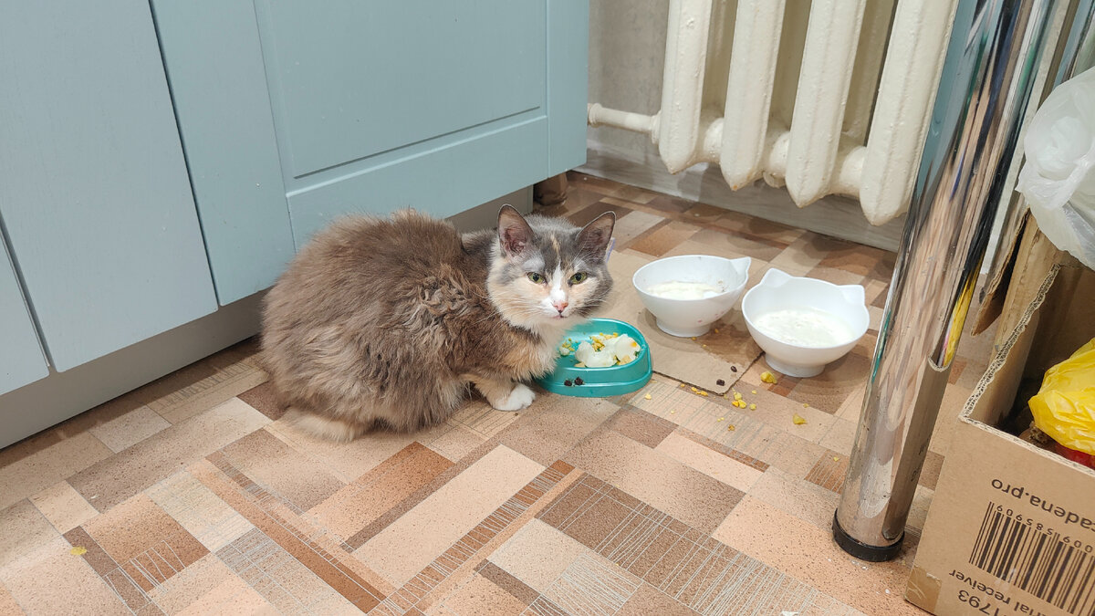 И даже кошка разведет помойку, если не убираться каждый день