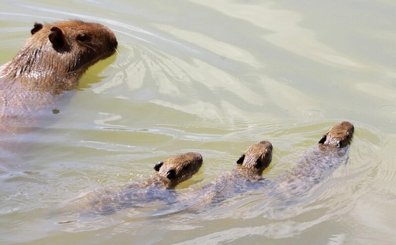 A ORIGEM DO TERMO CAPIVARA  Капибара, Котята, Забавные зверюшки