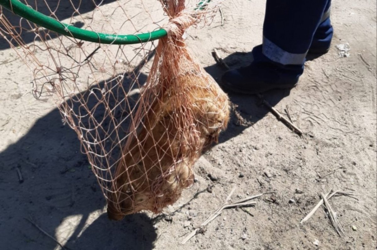    Спасатели в Камышине достали из-под машины сурка и отвезли на волю