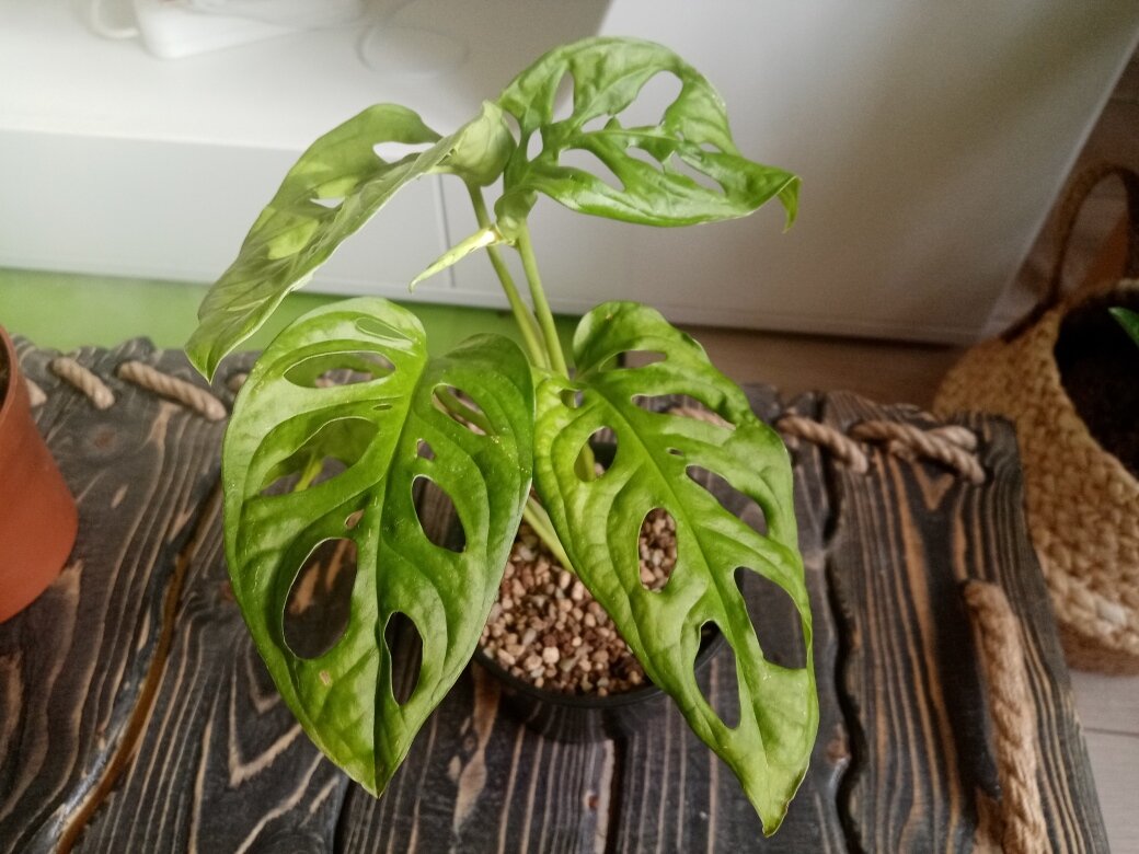 Монстера Манки Маск только появилась у меня дома. Фото автора