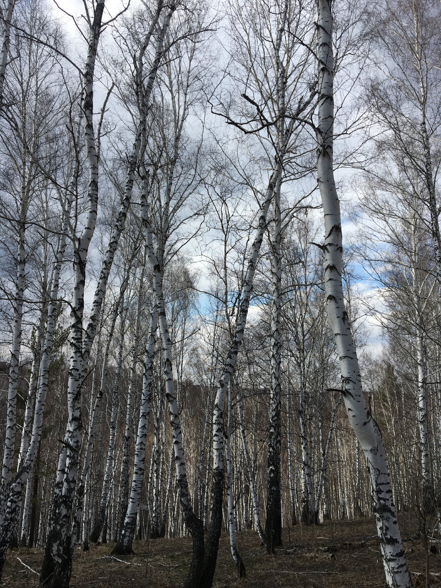 Поздно в этом году природа просыпается.