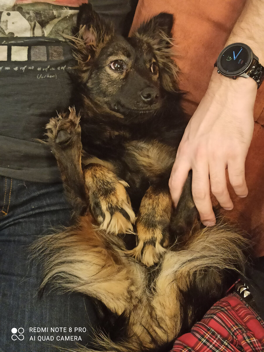 Я счастливая собачка