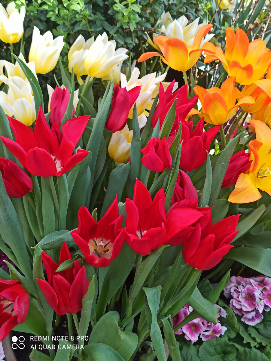 Эти цветочки я дарю всем добрым людям, которые помогают собачкам