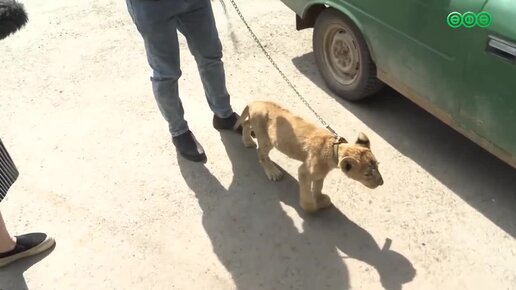 Уфимец купил раненого львенка и привез в башкирскую столицу