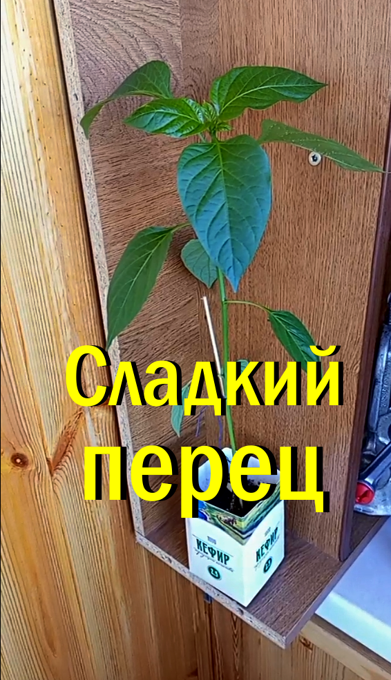 Сладкий перец уже высадили в теплице.