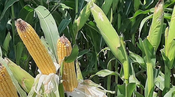    Кукурузный китайский зигзаг и азотная настройка меняют правила игры