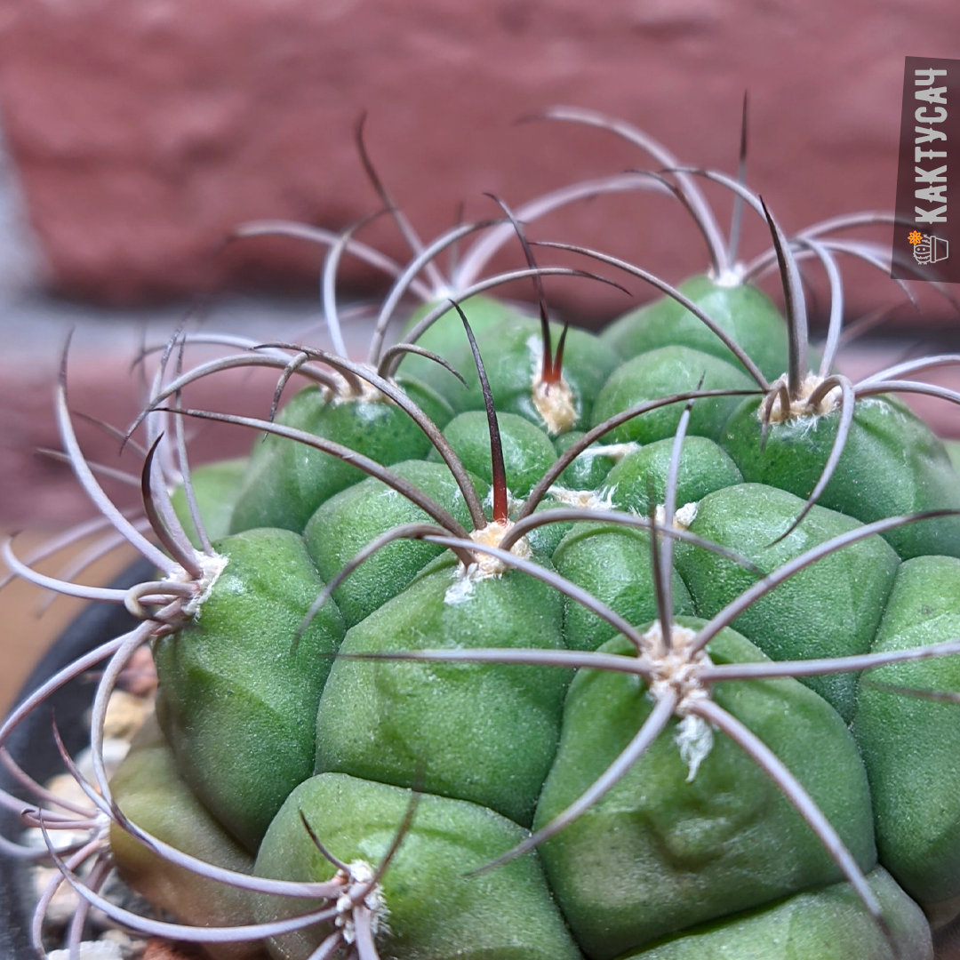 10 фото колючек кактусов из моей коллекции и немного фактов о том ...